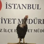 byz